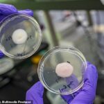 Investigadores de UC Berkeley están alterando los genes del moho koji para crear alimentos