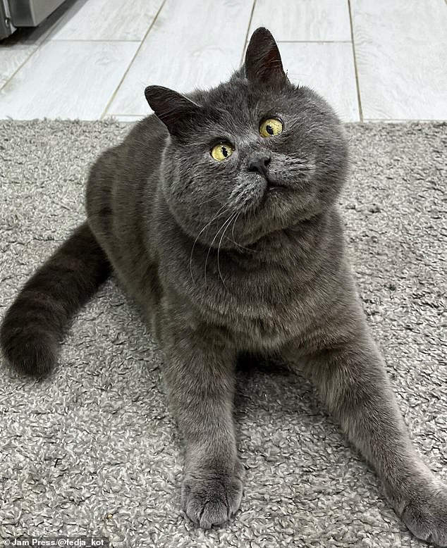 Fedya, un gato rescatado de cuatro años, se ha convertido en una sensación viral en Instagram después de que su dueña Natalya Zhdanova, de 42 años, comenzara a compartir fotografías de él en las redes sociales.