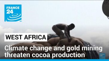 El cambio climático y la minería de oro amenazan la producción de cacao de África Occidental