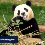 'Fu Bao es un amigo': los surcoreanos se despiden del panda antes del regreso a China