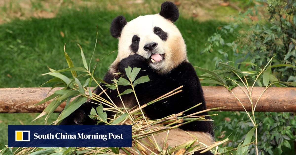 'Fu Bao es un amigo': los surcoreanos se despiden del panda antes del regreso a China
