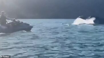 En un vídeo de junio de 2023 que circuló en las redes sociales, se ve a un hombre montando una moto acuática personal cerca de una ballena, aparentemente grabando el encuentro con un teléfono móvil.
