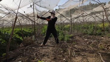 La difícil situación de los trabajadores migrantes asesinados y tomados como rehenes en Medio Oriente expone la dependencia de Israel de la fuerza laboral extranjera