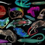 Los científicos escanearon 13.000 criaturas, incluidos anfibios, reptiles, peces y otros mamíferos.