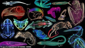 Los científicos escanearon 13.000 criaturas, incluidos anfibios, reptiles, peces y otros mamíferos.