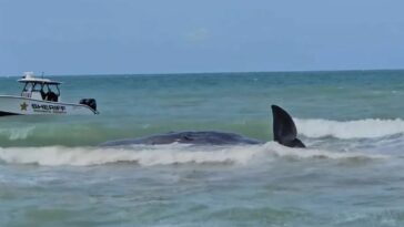 Muere un cachalote varado frente a la costa del Golfo de Florida, dicen las autoridades