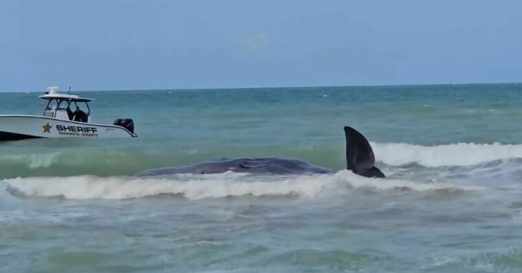 Muere un cachalote varado frente a la costa del Golfo de Florida, dicen las autoridades