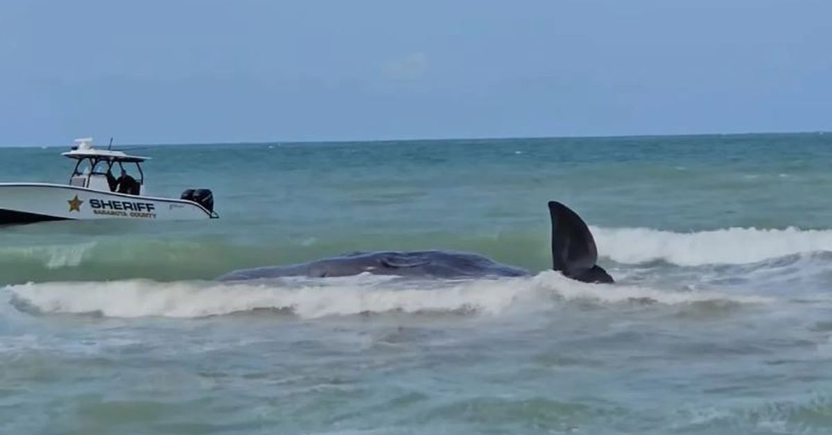 Muere un cachalote varado frente a la costa del Golfo de Florida, dicen las autoridades
