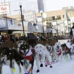 PETA pide el fin de la carrera después de que los perros murieran en Iditarod de 160 km en Alaska