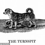 Los perros Turnspit fueron criados para correr en un dispositivo similar a una rueda de hámster