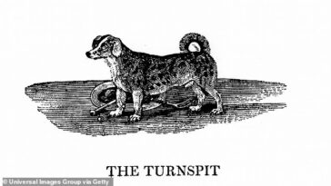 Los perros Turnspit fueron criados para correr en un dispositivo similar a una rueda de hámster