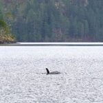 Una orca de dos años ronda desde hace días una laguna canadiense negándose a abandonar la zona donde murió su madre en la orilla