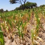 Zambia declara emergencia nacional por sequía