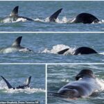 Por primera vez, se ha visto a una orca matando y consumiendo individualmente a un gran tiburón blanco, y en tan solo dos minutos.
