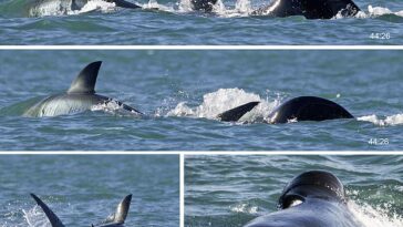 Por primera vez, se ha visto a una orca matando y consumiendo individualmente a un gran tiburón blanco, y en tan solo dos minutos.