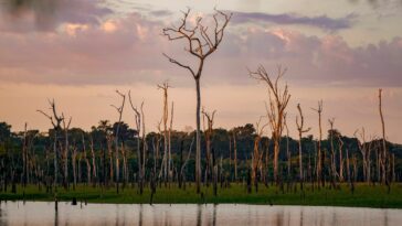 'El progreso es posible': ¿Cómo han reducido Brasil y Colombia la deforestación?