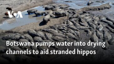 Botswana bombea agua a canales secos para ayudar a los hipopótamos varados