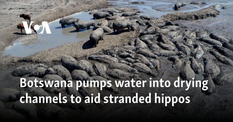 Botswana bombea agua a canales secos para ayudar a los hipopótamos varados