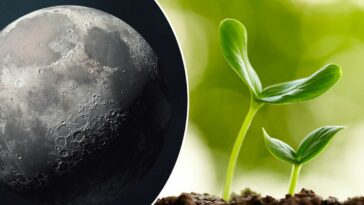 Científicos australianos ayudarán a cultivar plantas en la luna