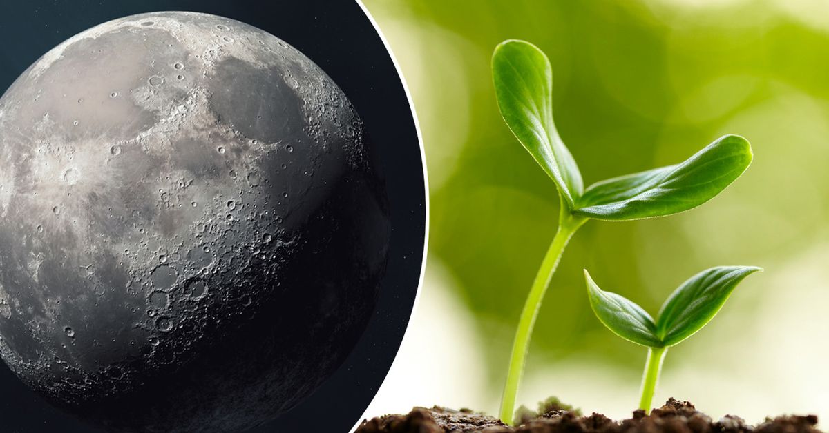 Científicos australianos ayudarán a cultivar plantas en la luna
