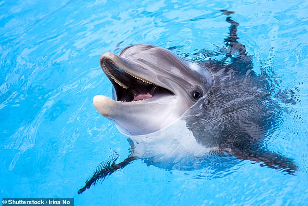 El delfín fue reportado por funcionarios de Pesca y Vida Silvestre de Florida, quienes vieron al animal atrapado entre un muelle y un malecón.  Cuando llegó el equipo de rescate, el joven animal ya había muerto.