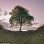 El árbol icónico, que se cree que tiene 300 años, fue encontrado esta mañana talado