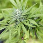 El cannabis será legal en Alemania, dentro de ciertos límites