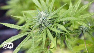 El cannabis será legal en Alemania, dentro de ciertos límites