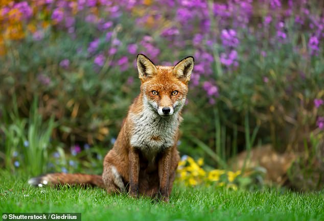 Famosos por asaltar contenedores y cazar mascotas, los zorros son ampliamente considerados una molestia (imagen de archivo)