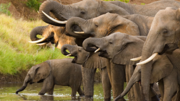 El presidente de Botswana amenaza con enviar 20.000 elefantes a Alemania