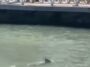 Un tiburón (en la foto) fue avistado en la costa de Tobago después del ataque.