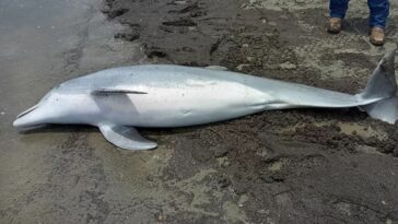 Funcionarios estadounidenses ofrecen recompensa de 30.000 dólares en caso de que se encuentre un delfín asesinado a tiros