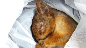 Una ardilla roja fue encontrada muerta a causa de la enfermedad en las Tierras Altas.  La ardilla tenía las características reveladoras de la enfermedad, incluidas úlceras y costras alrededor de los ojos y la boca.