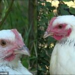 Los investigadores han descubierto que las gallinas que están enojadas o asustadas (derecha) tienen la cara mucho más roja que las gallinas que están tranquilas (izquierda).