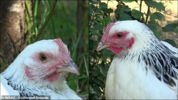 Los investigadores han descubierto que las gallinas que están enojadas o asustadas (derecha) tienen la cara mucho más roja que las gallinas que están tranquilas (izquierda).