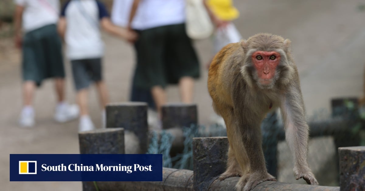 Los hongkoneses desafían las advertencias de alimentar a los monos, mientras el hombre lucha por su vida contra el virus B
