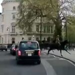 Nuevas imágenes de los caballos fugitivos de la Caballería Real los muestran chocando contra bicicletas eléctricas estacionadas