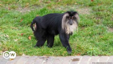 Mono en peligro de extinción robado del zoológico de Leipzig en Alemania