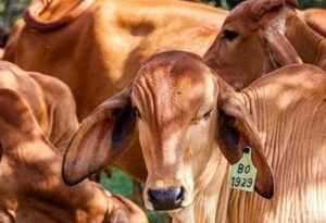 Nicaragua declara alerta por enfermedad de gusano barrenador en ganado