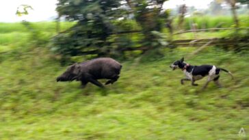 Perros y jabalíes se enfrentan brutalmente en una controvertida tradición de Sumatra occidental