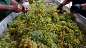 Se culpa al cambio climático de la peor cosecha de vino en 62 años