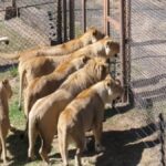 Sudáfrica se prepara para poner fin a la caza de leones criados en cautiverio