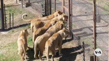 Sudáfrica se prepara para poner fin a la caza de leones criados en cautiverio