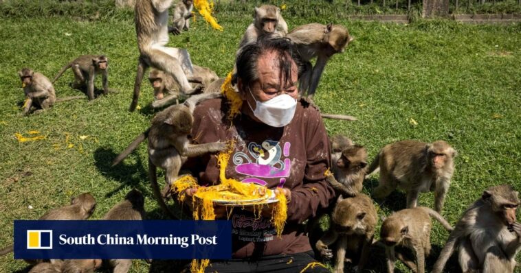Tailandia enjaulará macacos urbanos para "resolver" el conflicto entre humanos y monos que dura una década