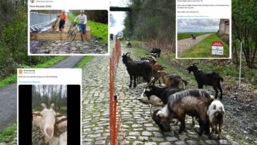 Tweets de la semana: Olvídate de los adoquines, la París-Roubaix ahora se trata de cabras y chicanes