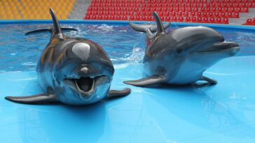 Una mirada a los delfines de guerra del ejército ruso