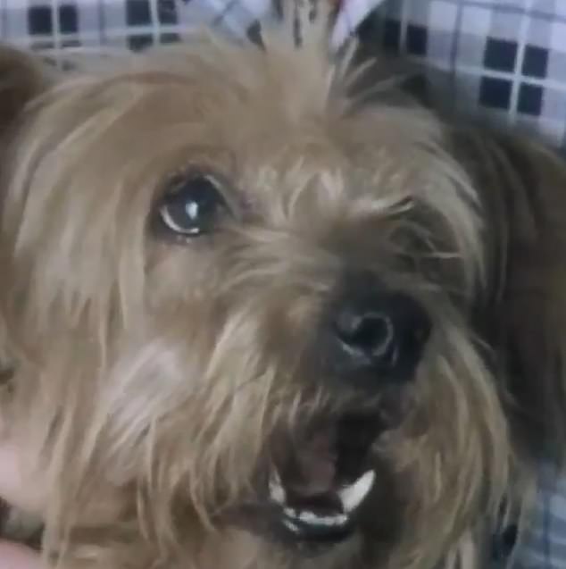 El Yorkshire terrier Prince se convirtió en un éxito nacional cuando ladró sus necesidades dietéticas en un episodio de 1979 del programa de asuntos del consumidor.