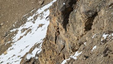 Los leopardos de las nieves son conocidos por su agilidad y gran fuerza que les permite escalar grandes pendientes empinadas con facilidad.  Uno está escalando la montaña en la imagen de arriba. ¿Puedes verlo?