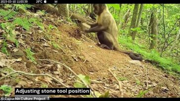 Investigadores del comportamiento animal han publicado un video increíble de monos capuchinos del tamaño de una pinta usando herramientas de piedra para buscar comida en el Parque Nacional Ubajara de Brasil (video aún arriba)