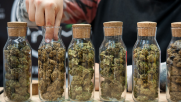 Alemania da el siguiente paso para abrir tiendas de cannabis